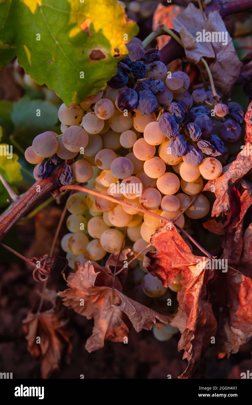 Vitis vinifera grapevine ripe fruits Stock Photo
