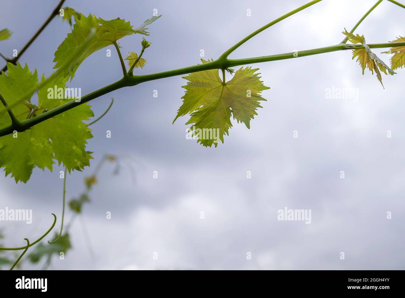 Vitis vinifera grape vine cultivated in making farm vineyard green ...