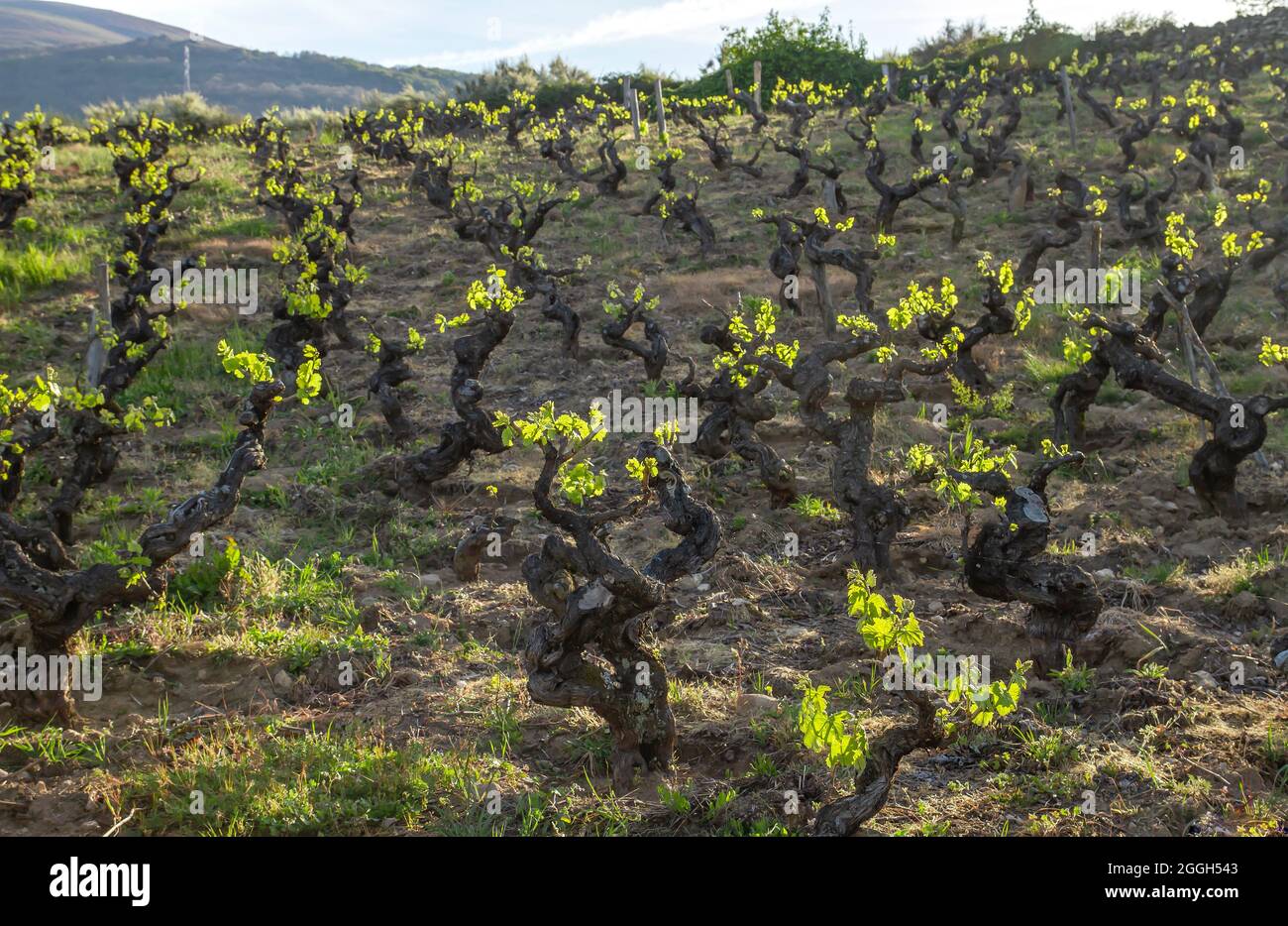 Vitis vinifera grape vines cultivated in making farm vineyard in Ribeira Sacra, Galicia, Spain Stock Photo