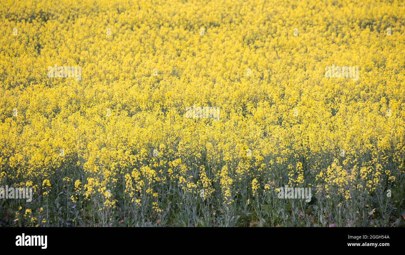 Rapeseed plant flowers hi-res stock photography and images - Alamy