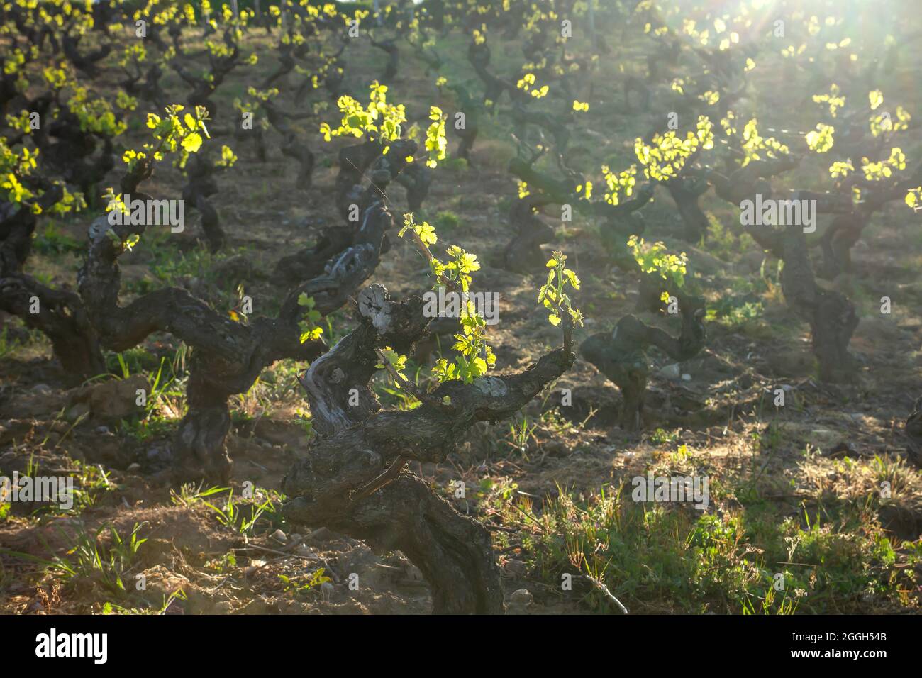 Vitis vinifera grape vines cultivated in making farm vineyard in Ribeira Sacra, Galicia, Spain Stock Photo