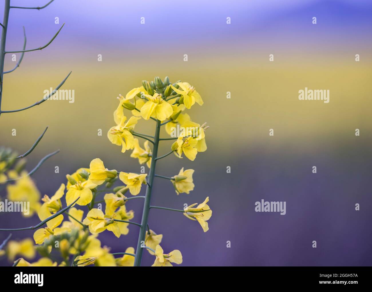 Canola field, bright yellow flowers of the Rapeseed (Brassica napus) plant Stock Photo
