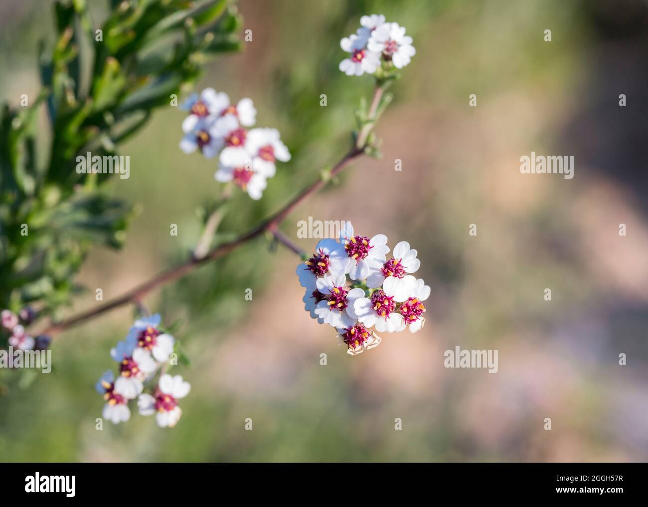 Close up of the small white flowers of the Cape Snow Bush (Eriocephalus africanus) Stock Photo