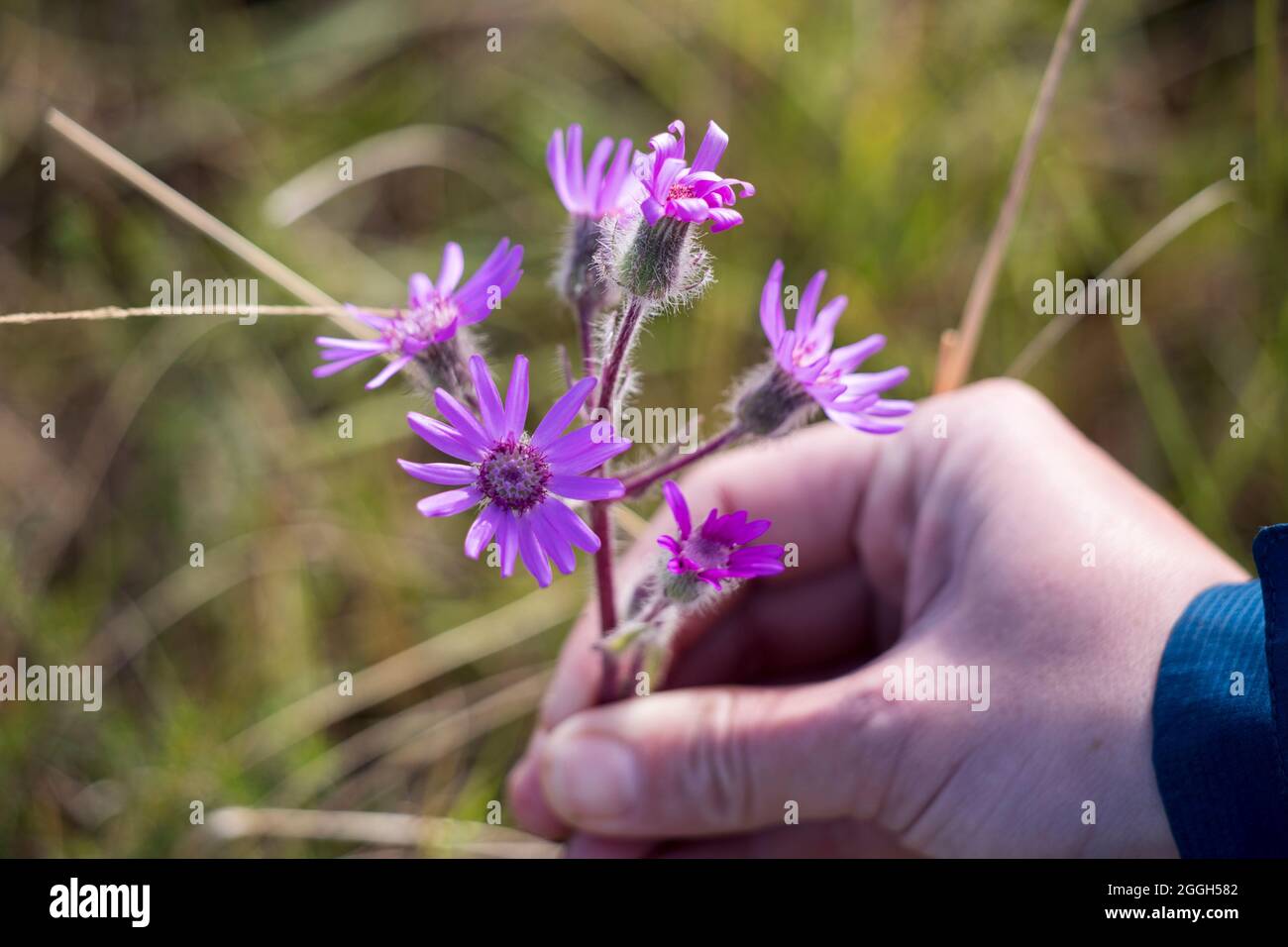 Closeup of a hand picking some purple wild daisy flowers Stock Photo