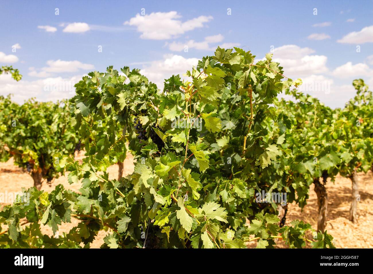 Vitis vinifera grape vine cultivated in making farm vineyard in La Mancha, Spain Stock Photo