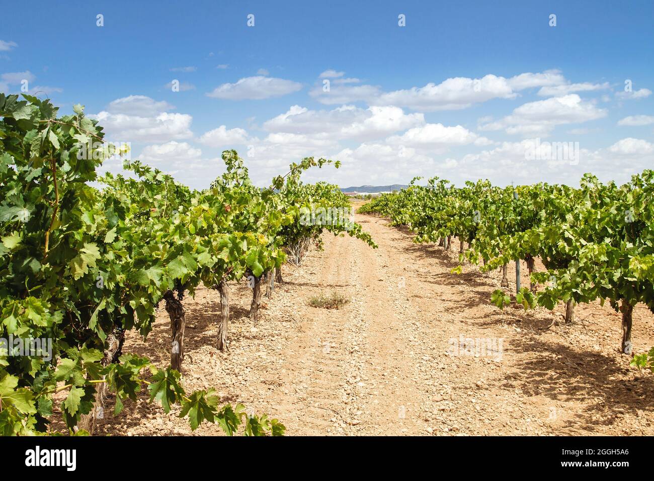 Vitis vinifera grape vines cultivated in making farm vineyard in La Mancha, Spain Stock Photo