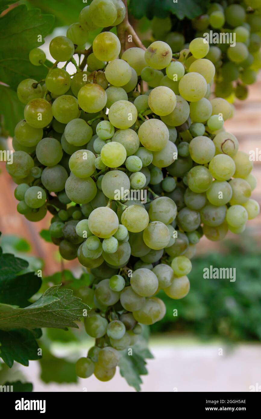 Vitis vinifera grapevine green fruits growing Stock Photo
