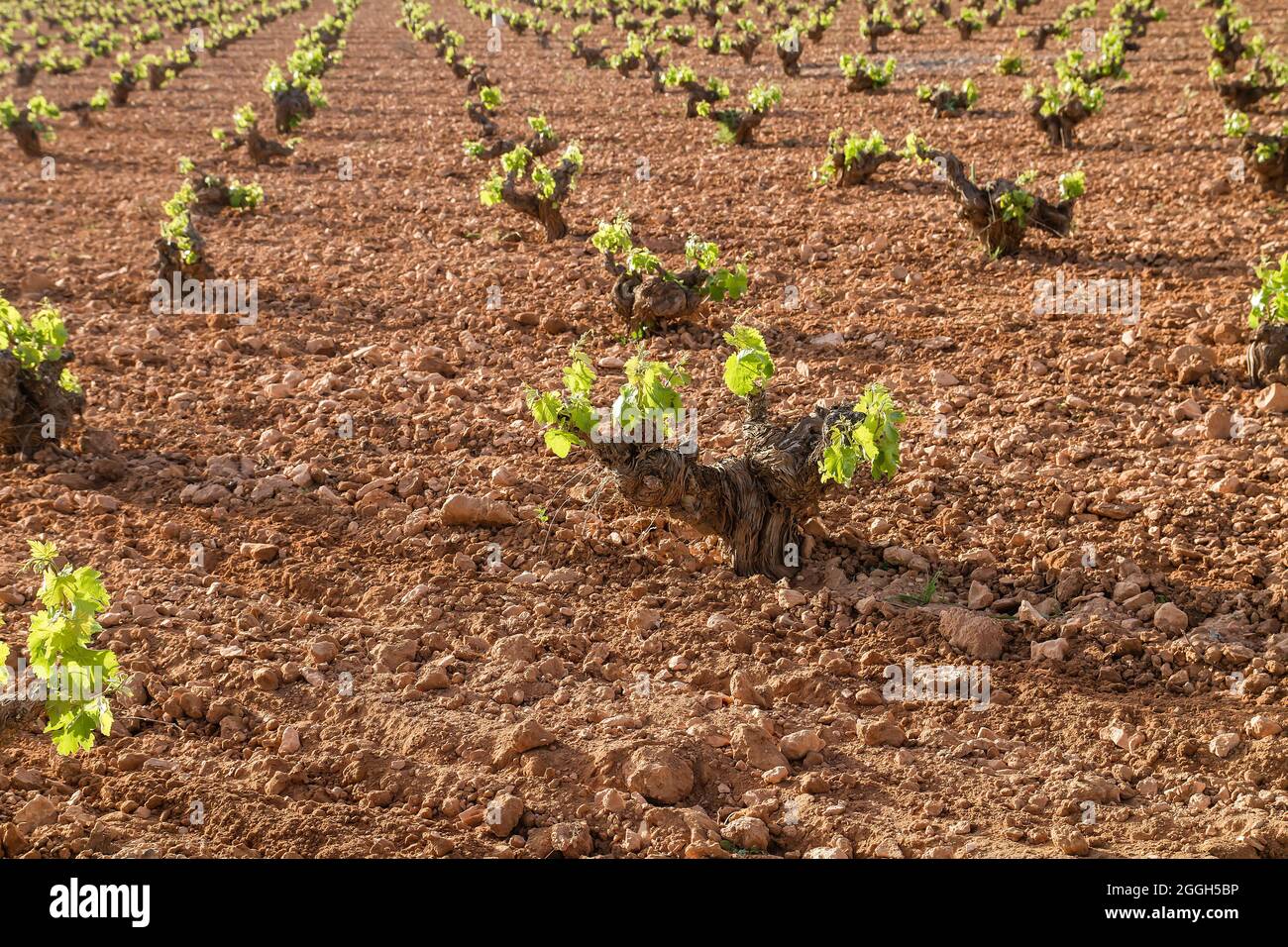 Wine making farm vineyard in La Mancha, Spain Stock Photo