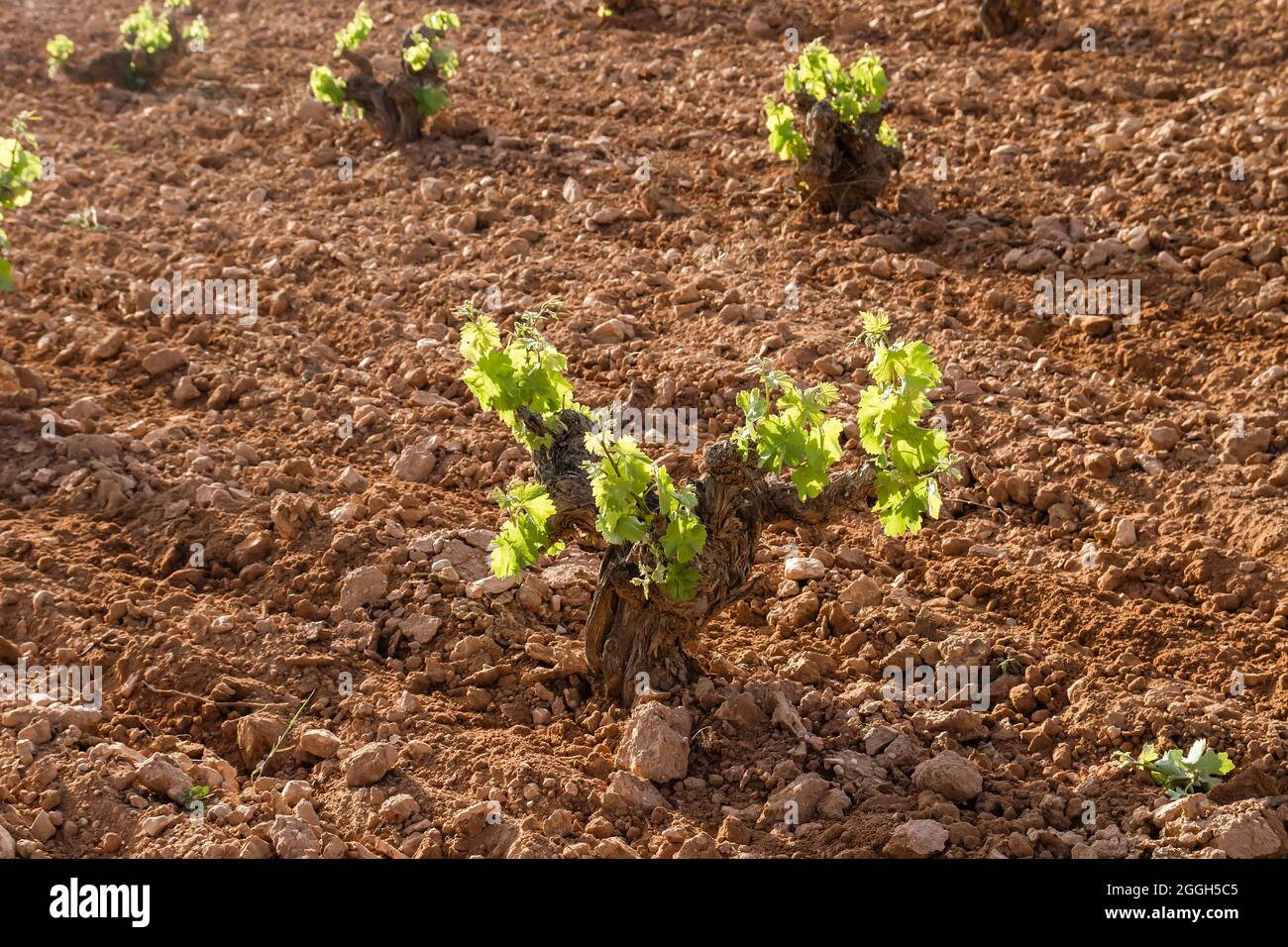 Wine making farm vineyard in La Mancha, Spain Stock Photo