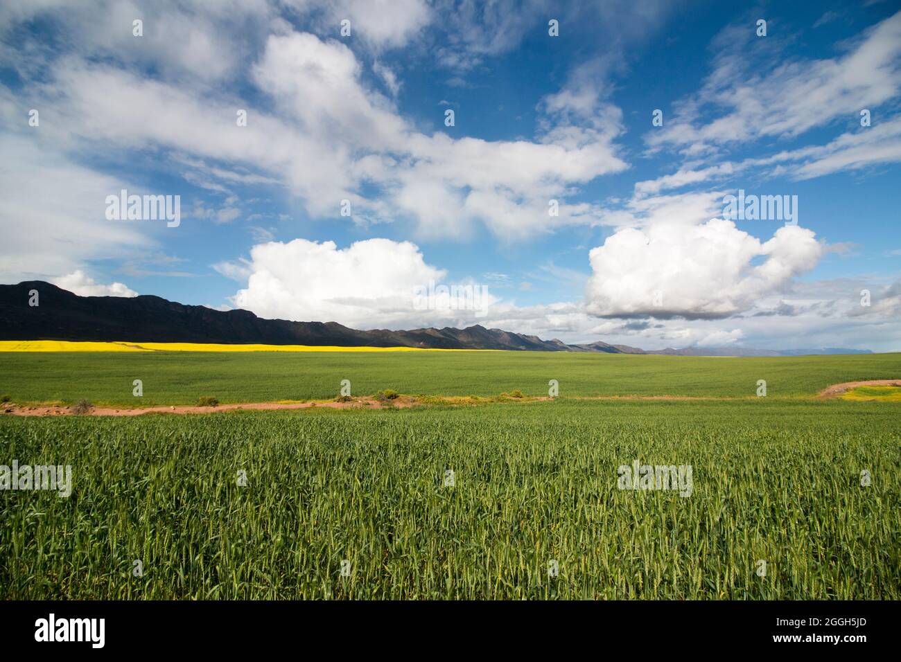 Large deep green wheat fields stretching far with cloudy blue skies and a bright yellow patch of canola field visible in the distance Stock Photo
