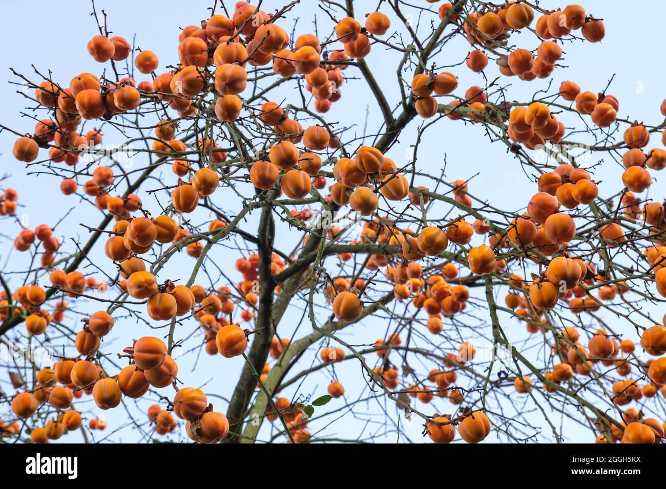 Diospyros kaki tree laden with persimmon ripe fruits Stock Photo - Alamy