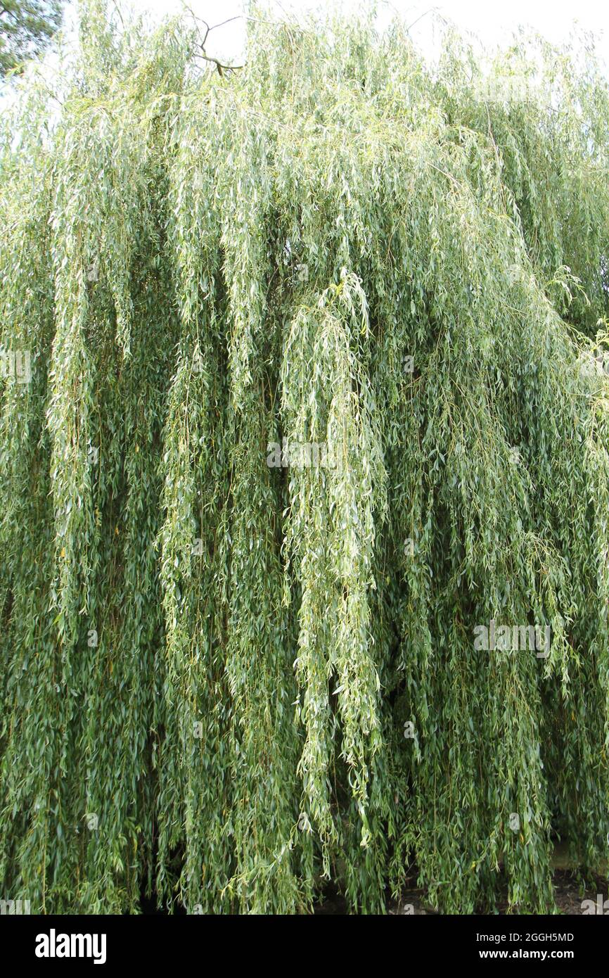 The Hanging Branches of a Large Weeping Willow Tree Stock Photo Alamy