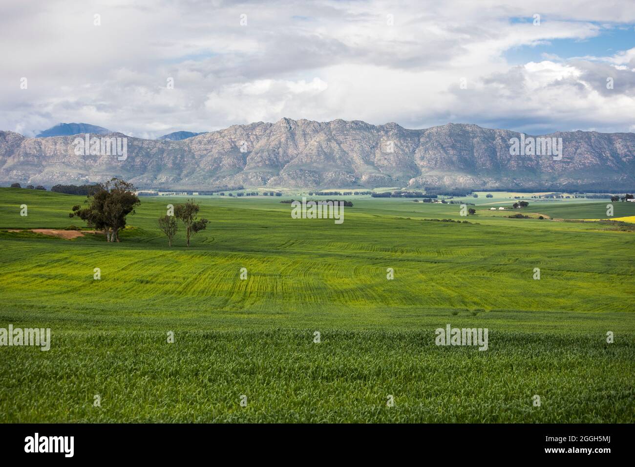 Large deep green wheat fields stretching far with mountains in the distance, large trees, and cloudy skies Stock Photo