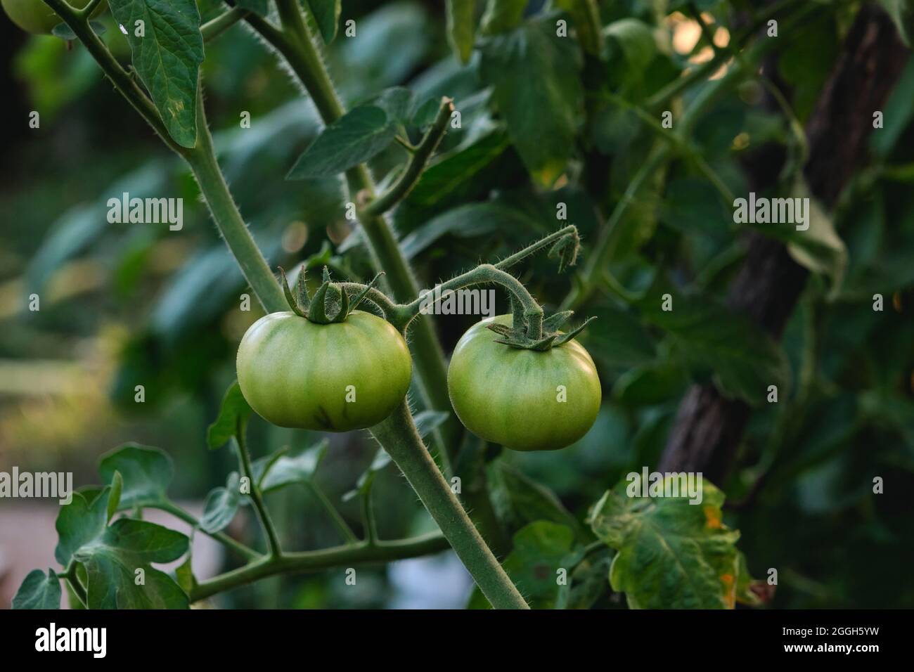 Green unripe tomato plant fruits growing in a hothouse Stock Photo