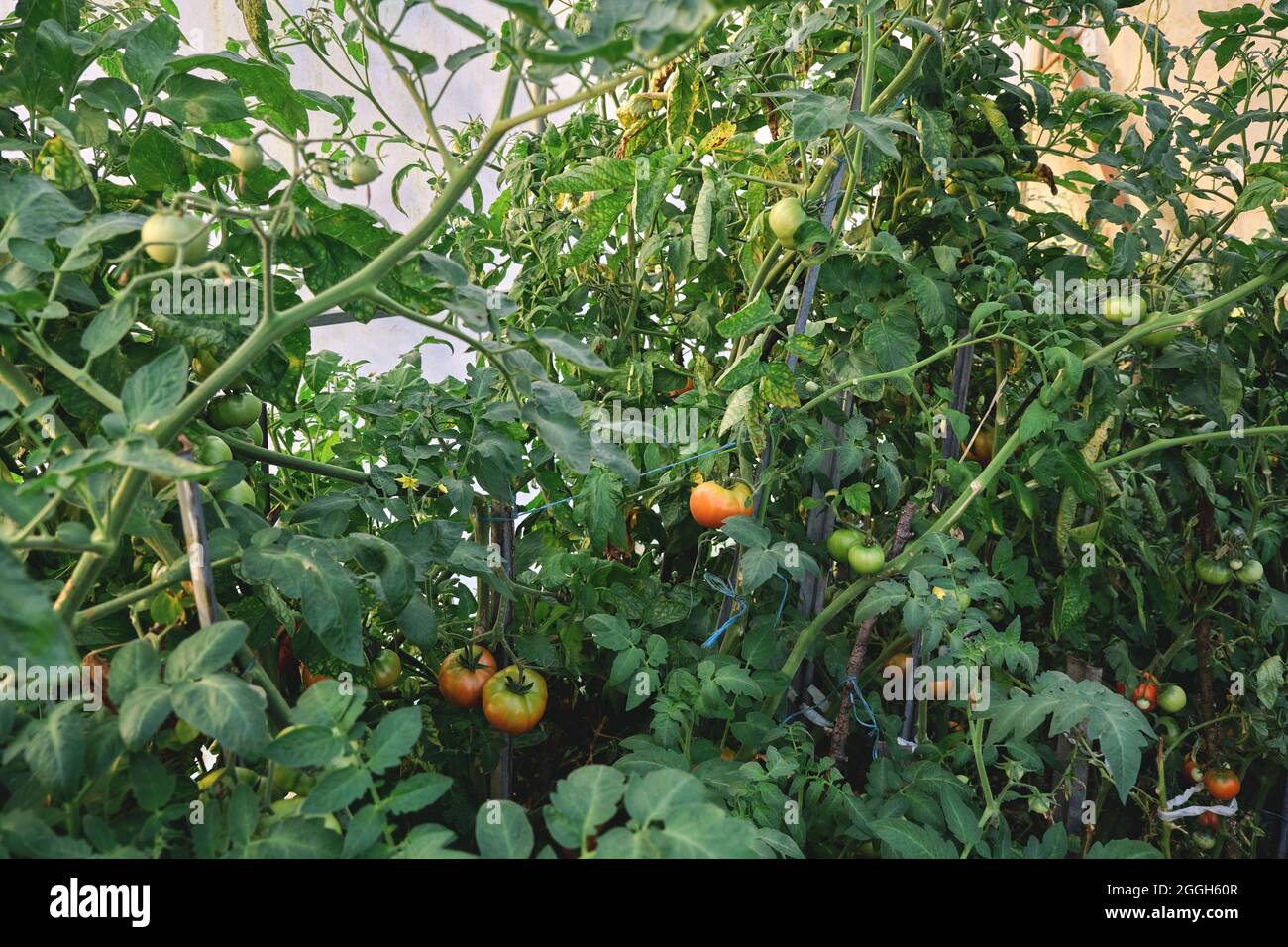 Solanum lycopersicum tomato plants laden with ripening fruits Stock Photo
