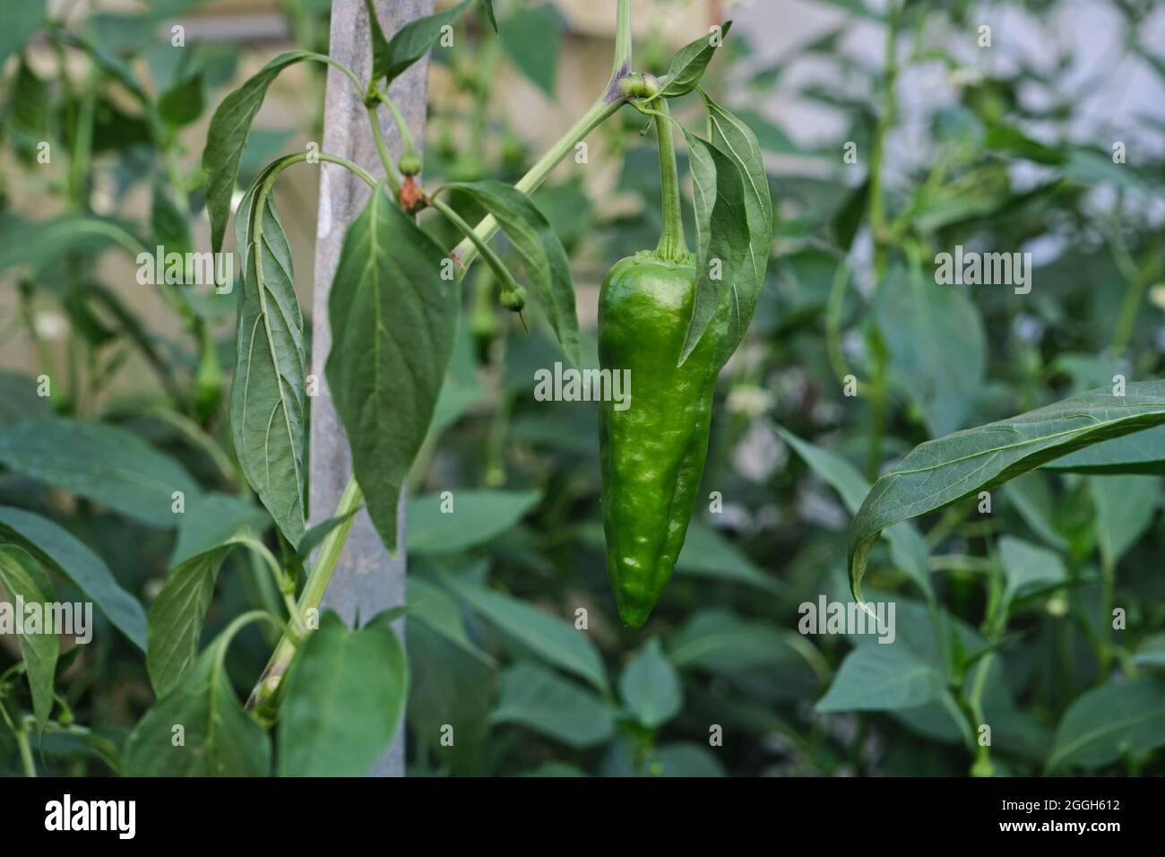 Growing Padron pepper in the kitchen garden, Capsicum annuum, pemento