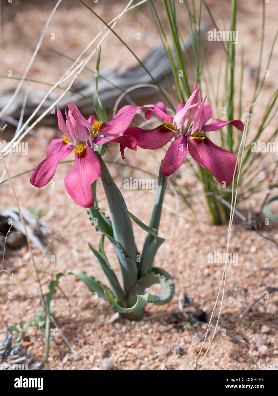 A flower from the Iris family (Moraea ciliata ssp. cuprina) beautiful bulb plant with a light maroon brown flower Stock Photo