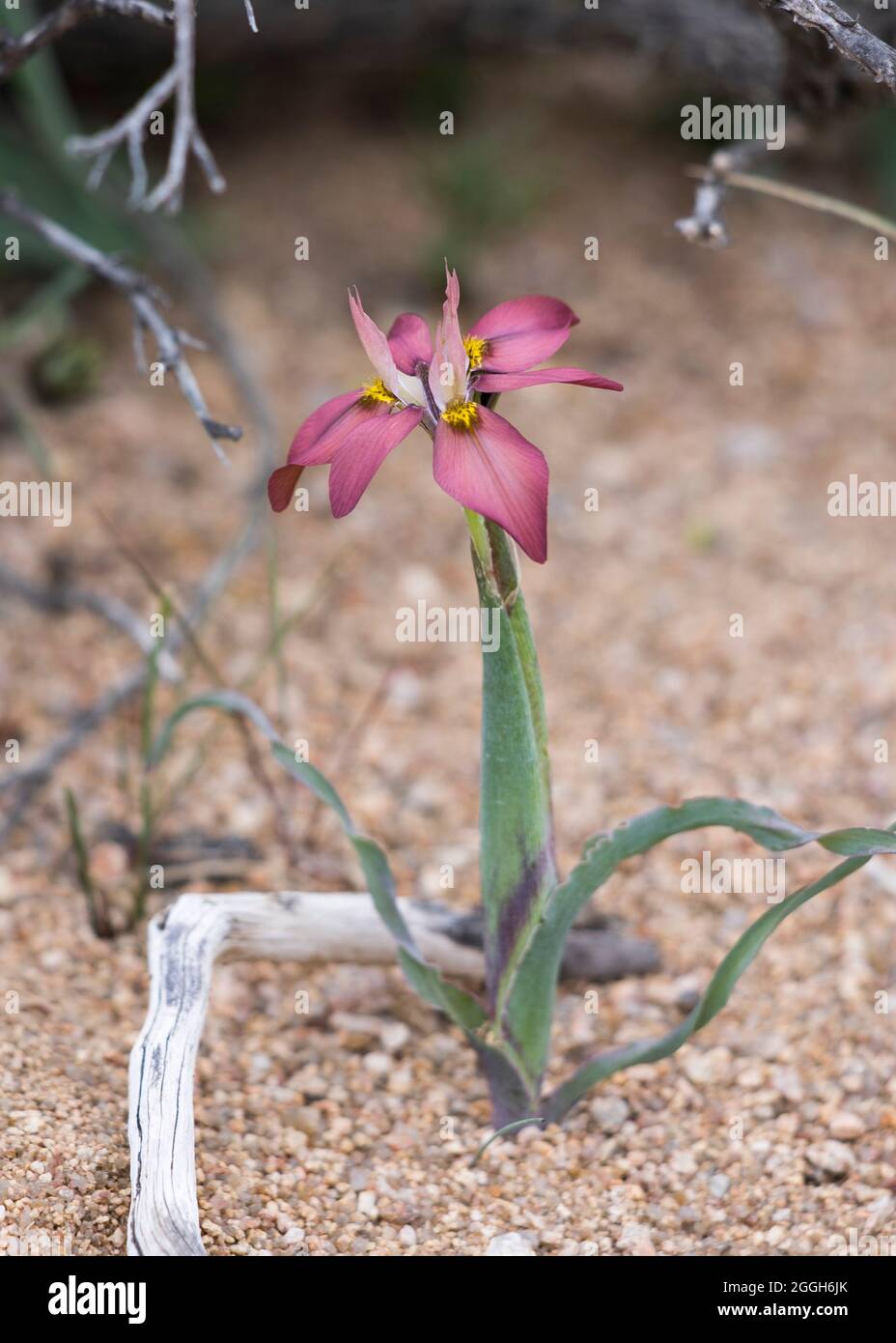 A flower from the Iris family (Moraea ciliata ssp. cuprina) beautiful bulb plant with a light maroon brown flower Stock Photo