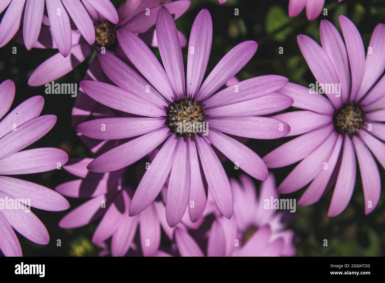 African daisy pink purple flowers blooming in spring Stock Photo