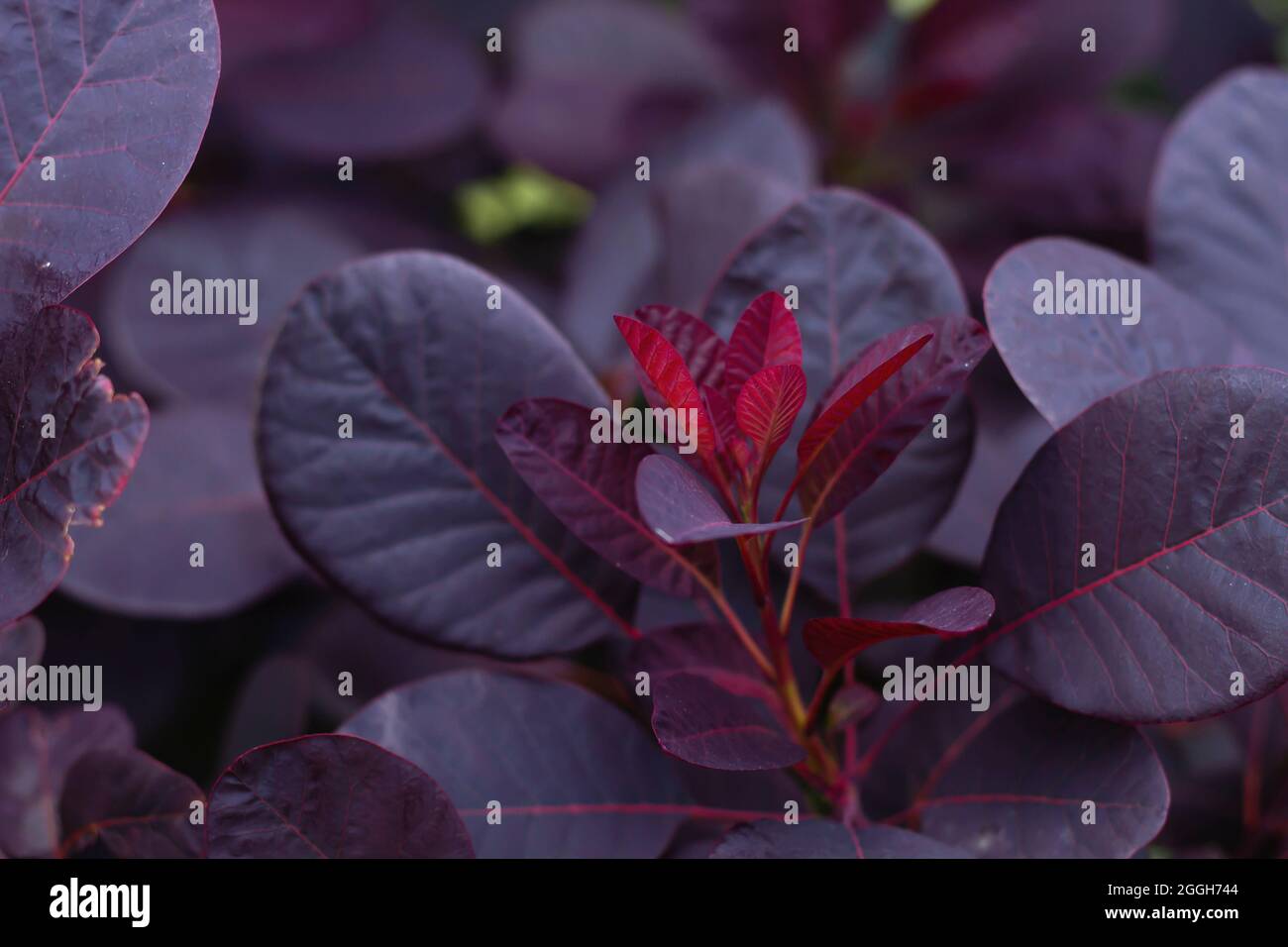 Cotinus coggygria european smoketree Royal purple dark red purplish leaves detail Stock Photo