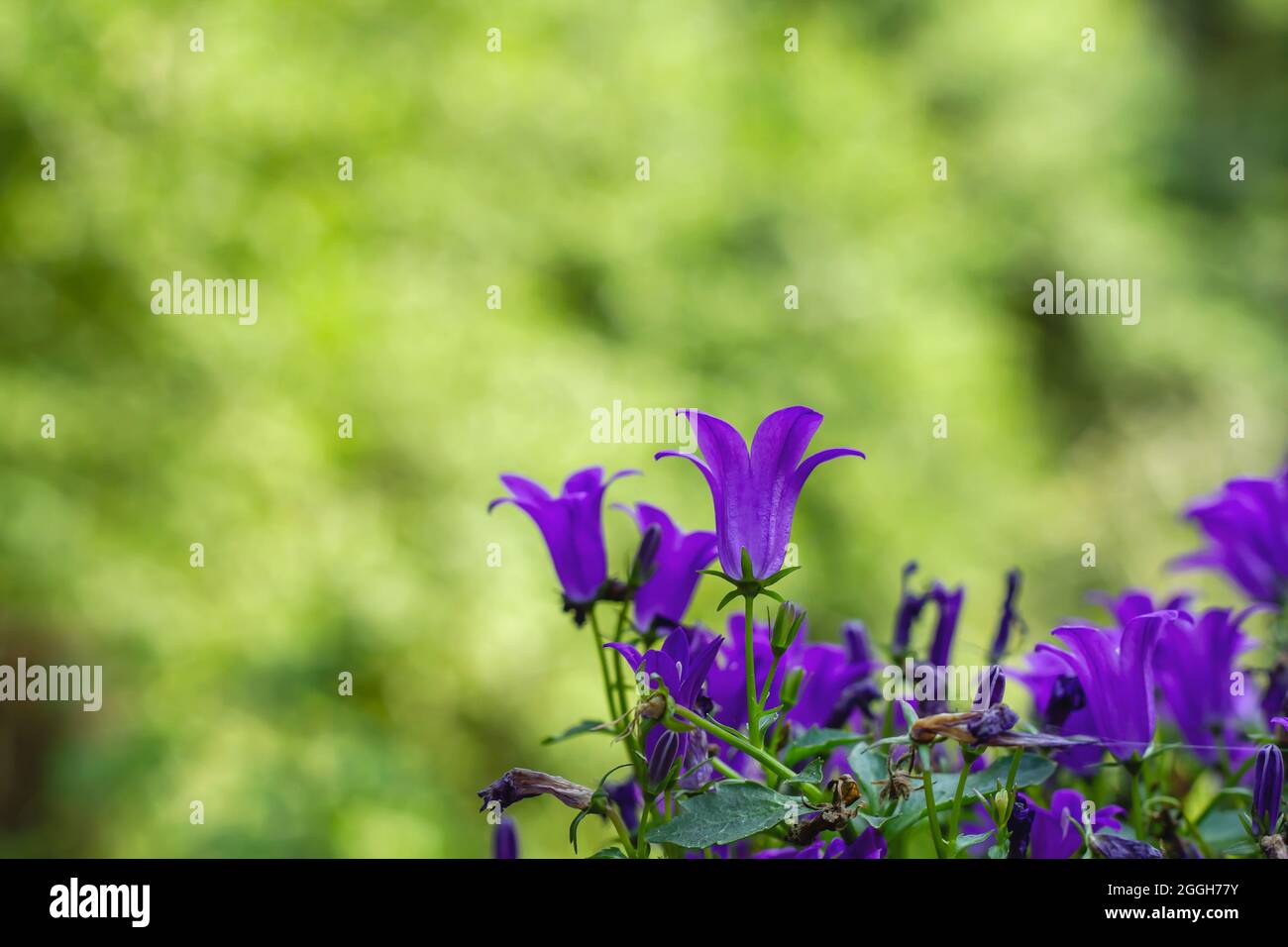 Campanula portenschlagiana, the Dalmatian bellflower with deep purple blooming flowers Stock Photo