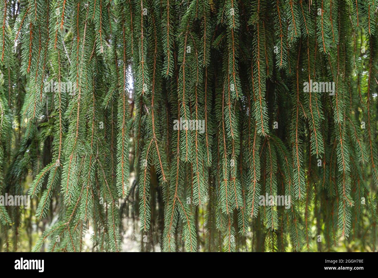 Picea abies or european spruce evergreen tree green foliage Stock Photo