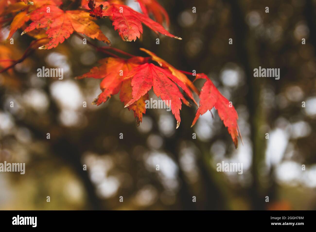 Japanese maple canopy hi-res stock photography and images - Alamy