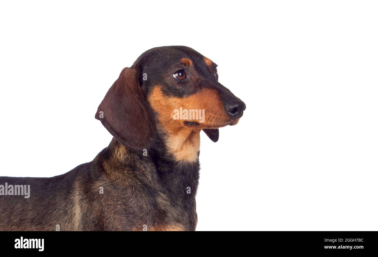 Black dachshund sausage dog puppy on a white background Stock Photo - Alamy