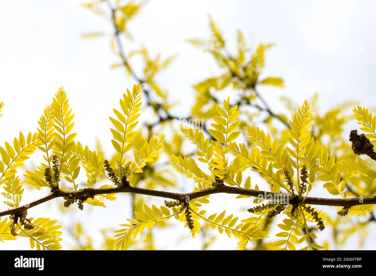 Gleditsia triacanthos inermis Sunburst Thornless Honeylocust bright golden young leaves in late may Stock Photo