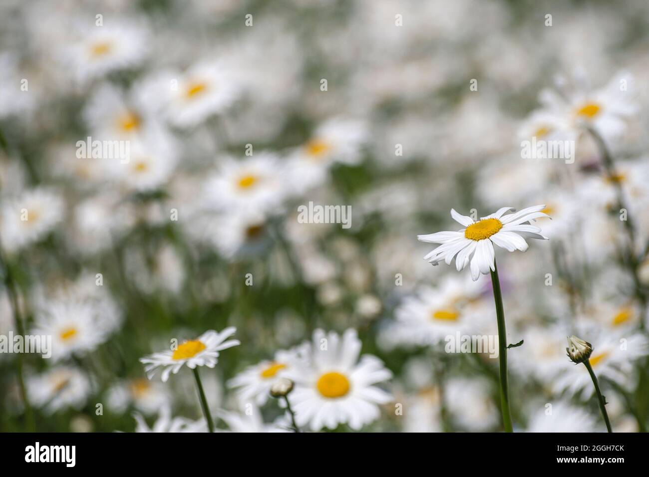 Leucanthemum vulgare, ox-eye daisy white flowers blooming Stock Photo