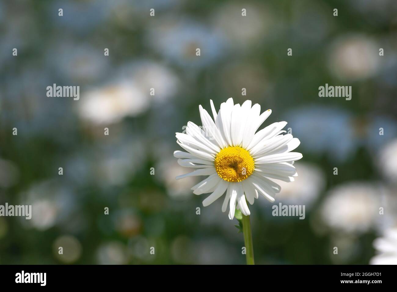 Leucanthemum vulgare, ox-eye daisy white flower capitulum blooming in spring Stock Photo