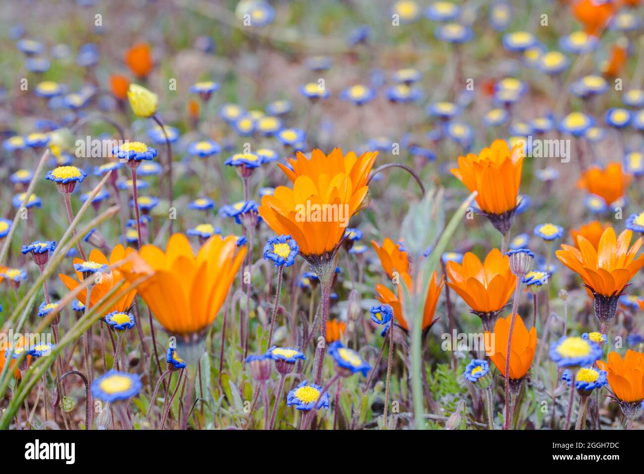 Orange wild flowers hires stock photography and images Alamy