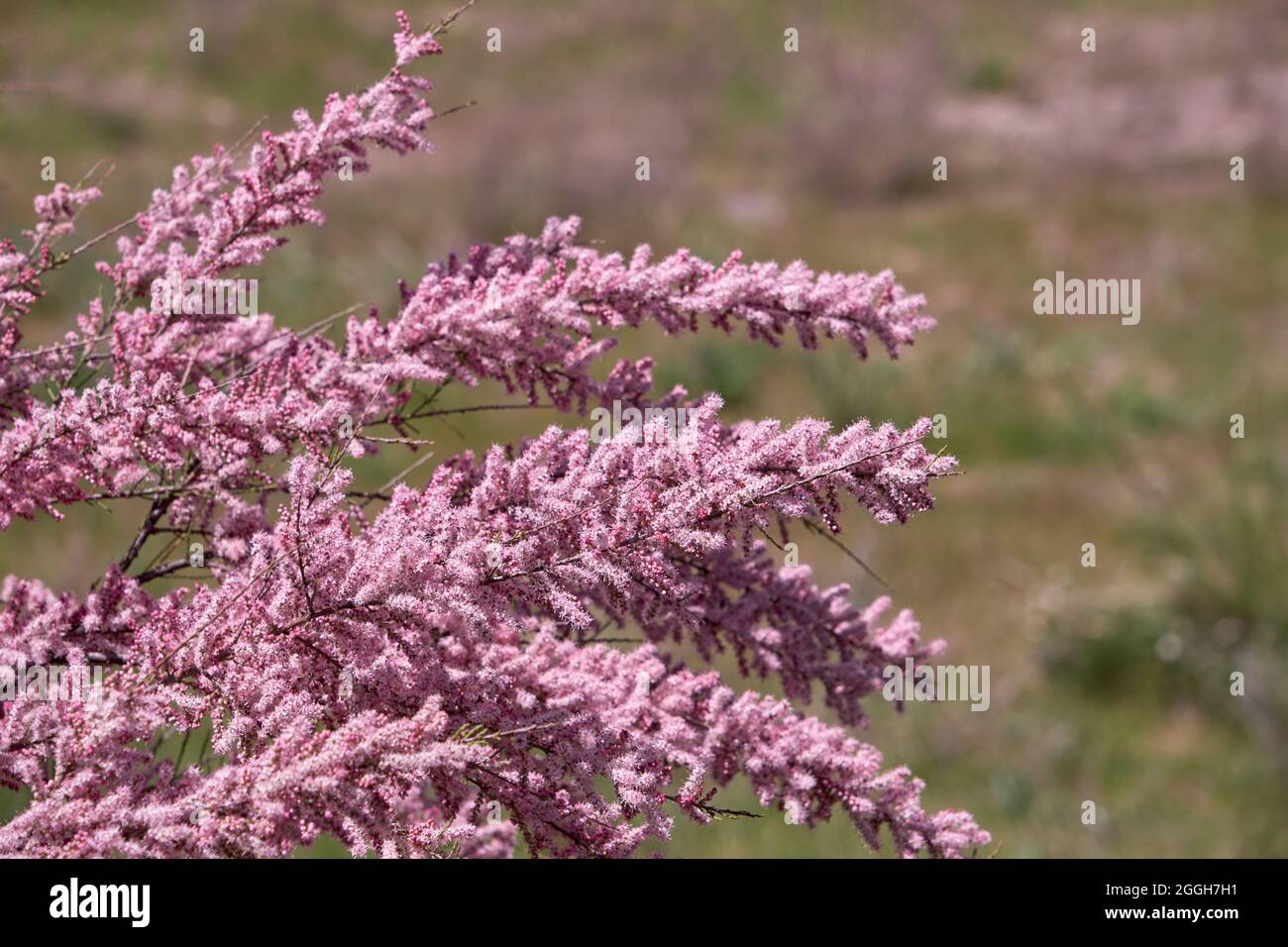 Tamarix chinensis or chinese tamarix pink flowers blooming in spring