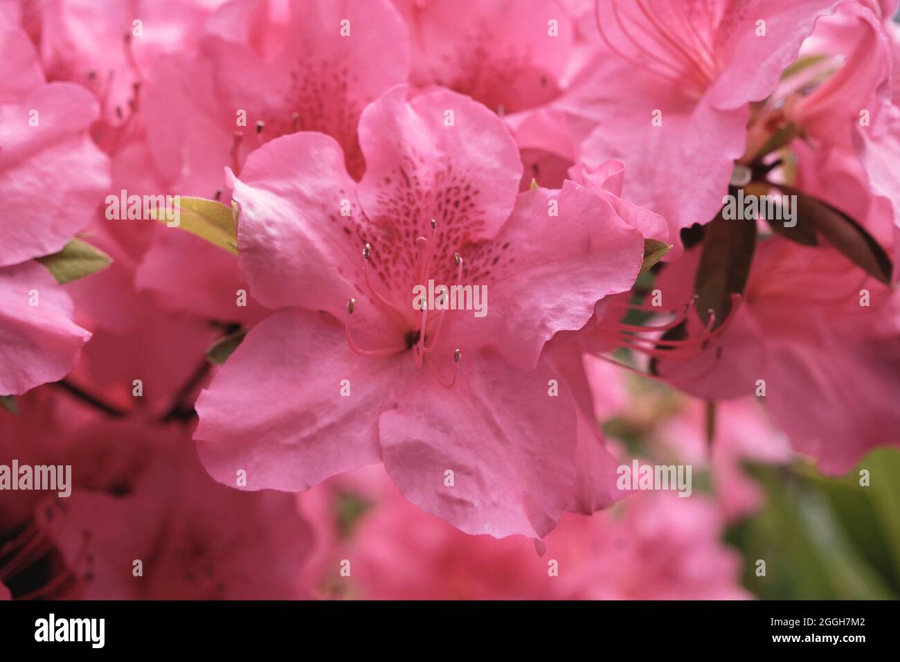 Rhododendron simsii or Azalea pink flowers Stock Photo - Alamy