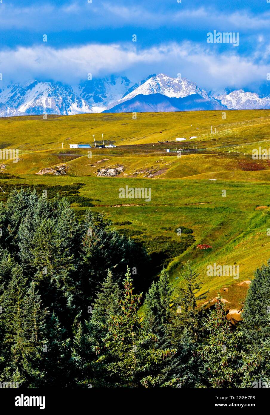 Sunan, Sunan, China. 1st Sep, 2021. On August 31, 2021, the beautiful scenery of Kangle Grassland in Sunan Yugu Autonomous County, Zhangye City, Gansu Province, under the Qilian Mountains. In early autumn, the Kangle Grassland in Sunan Yugu Autonomous County, Zhangye City, Gansu Province, located at the northern foot of the Qilian Mountains. The snow-capped mountains and snow scenes complement each other, the meadows and trees are soaked by the autumn wind. Colored clothes, the colorful autumn colors outlined by the autumn grassland under the rising sun after the rain, are like oil p Stock Photo