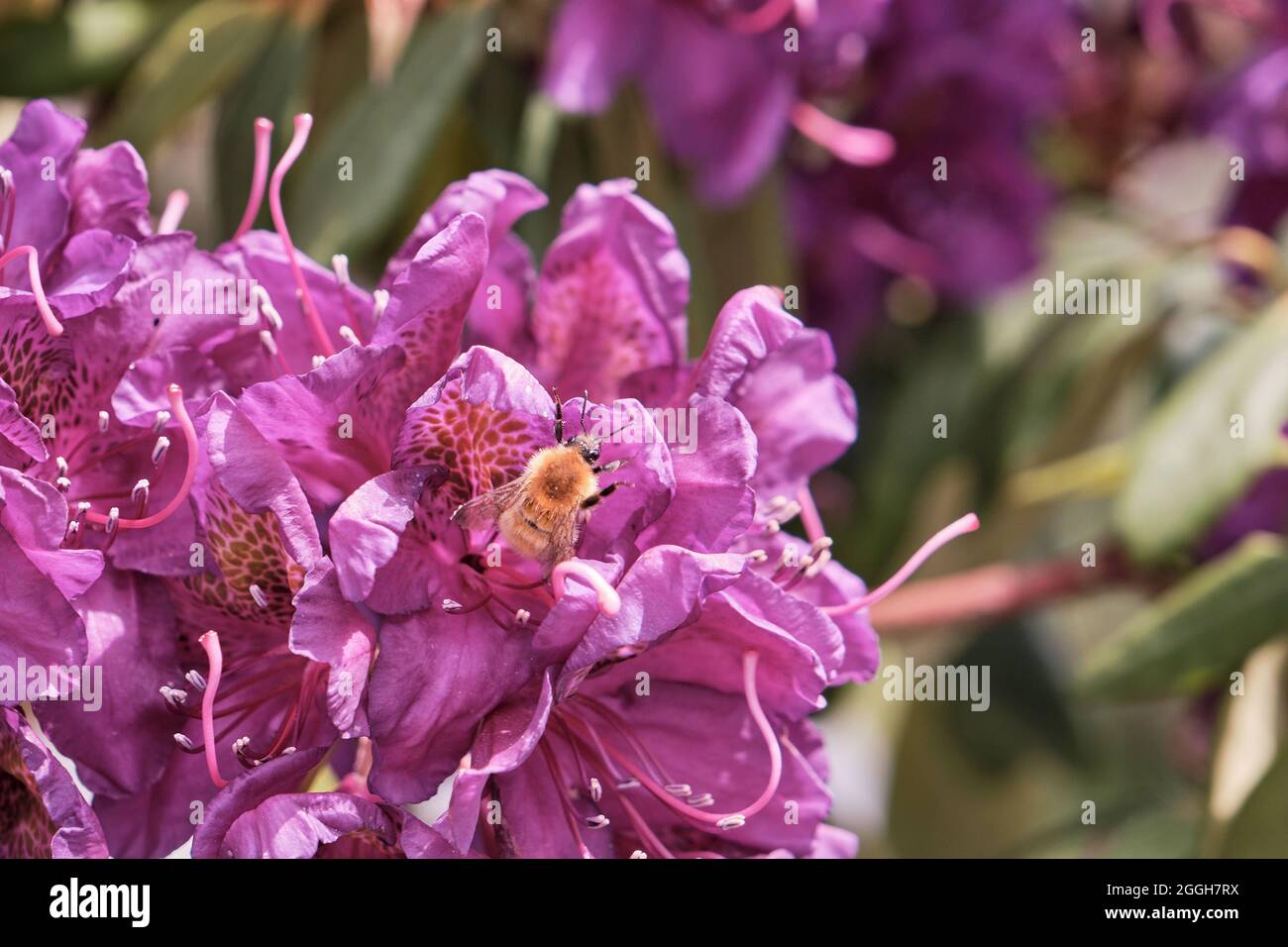 Rhododendron simsii or Azalea purple flowers with foraging bumble bee Stock Photo