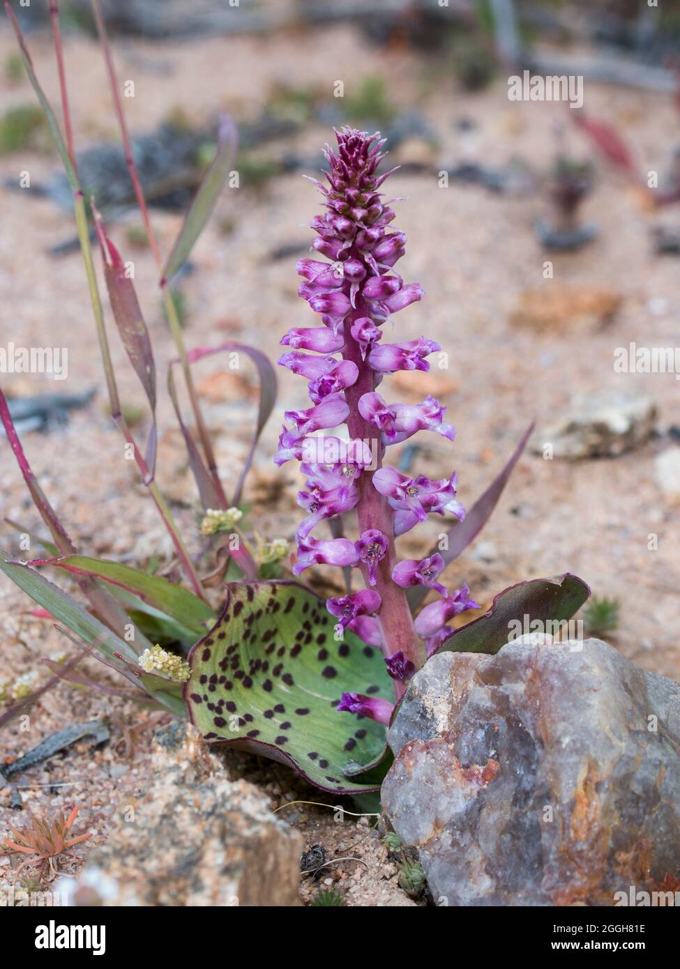 Flesh Viooltjie (Lachenalia carnosa) flat leafed plant with pink to purple and white flowers arranged on a long stalk Stock Photo