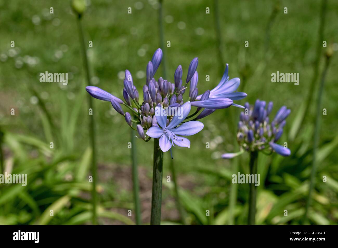 Agapanthus praecox blue lily flowers blooming Stock Photo