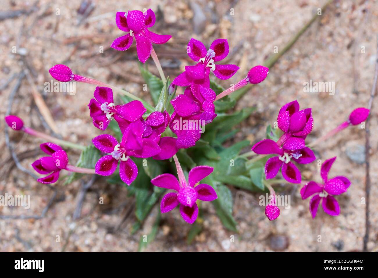 Granite Kabong (Lapeirousia silenoides) small bright pink flowers Stock Photo