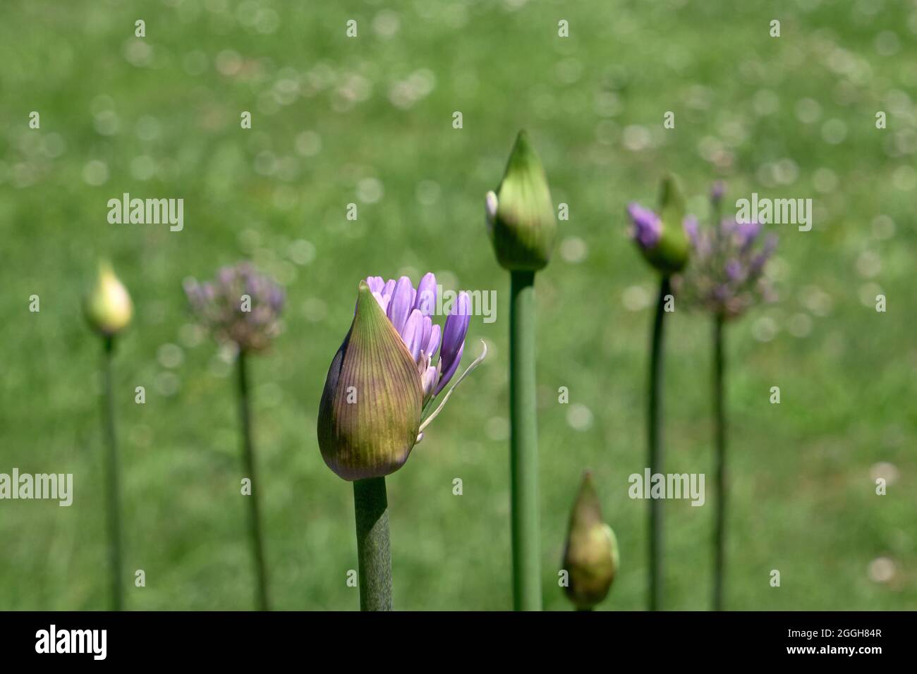Agapanthus praecox blue lily flower bud blooming Stock Photo