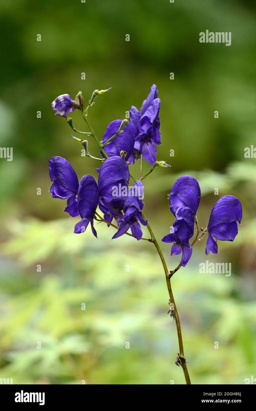 Aconitum sparks variety hooded deep violet flowers Monks hood sparks variety Stock Photo