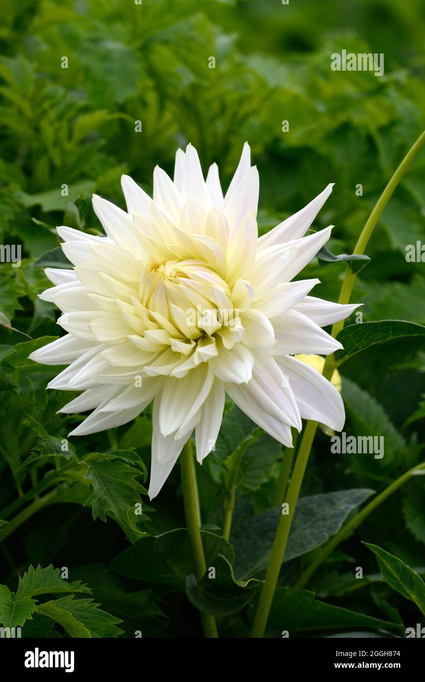 Dahlia my Love white semi cactus dahlia flower Stock Photo