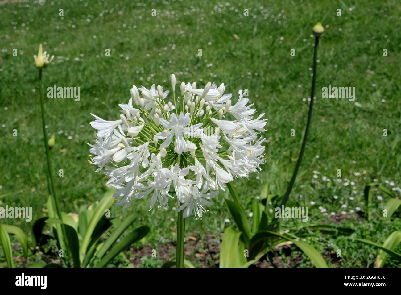 Agapanthus praecox known as lily of the Nile white flowers blooming Stock Photo