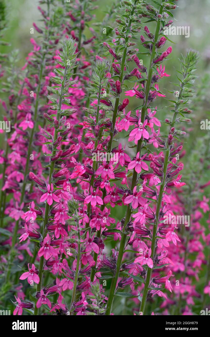 Lobelia x speciosa Pink Elephant clump forming perennial with showy pink flowers Stock Photo