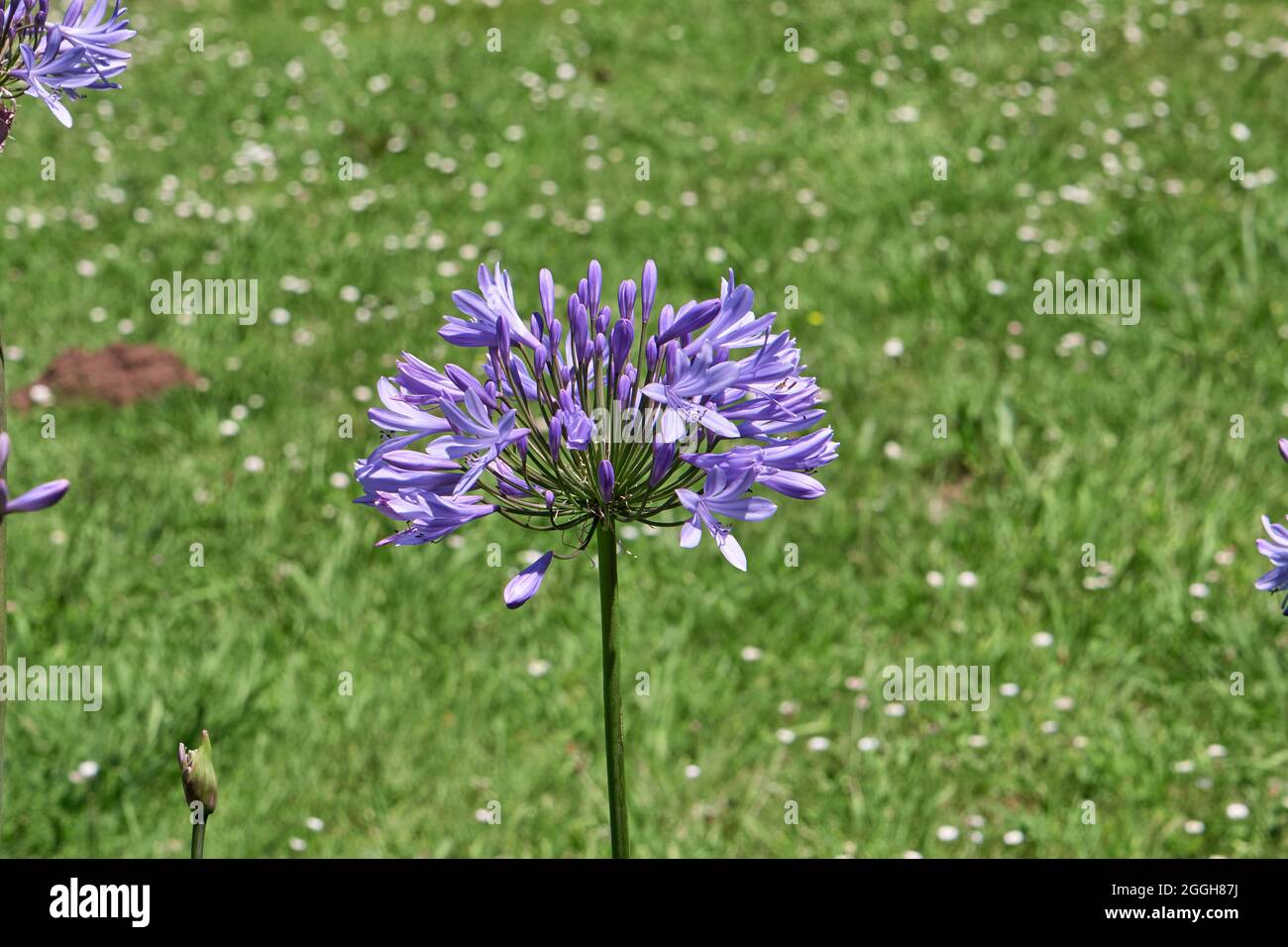 Agapanthus praecox blue lily flower blooming Stock Photo
