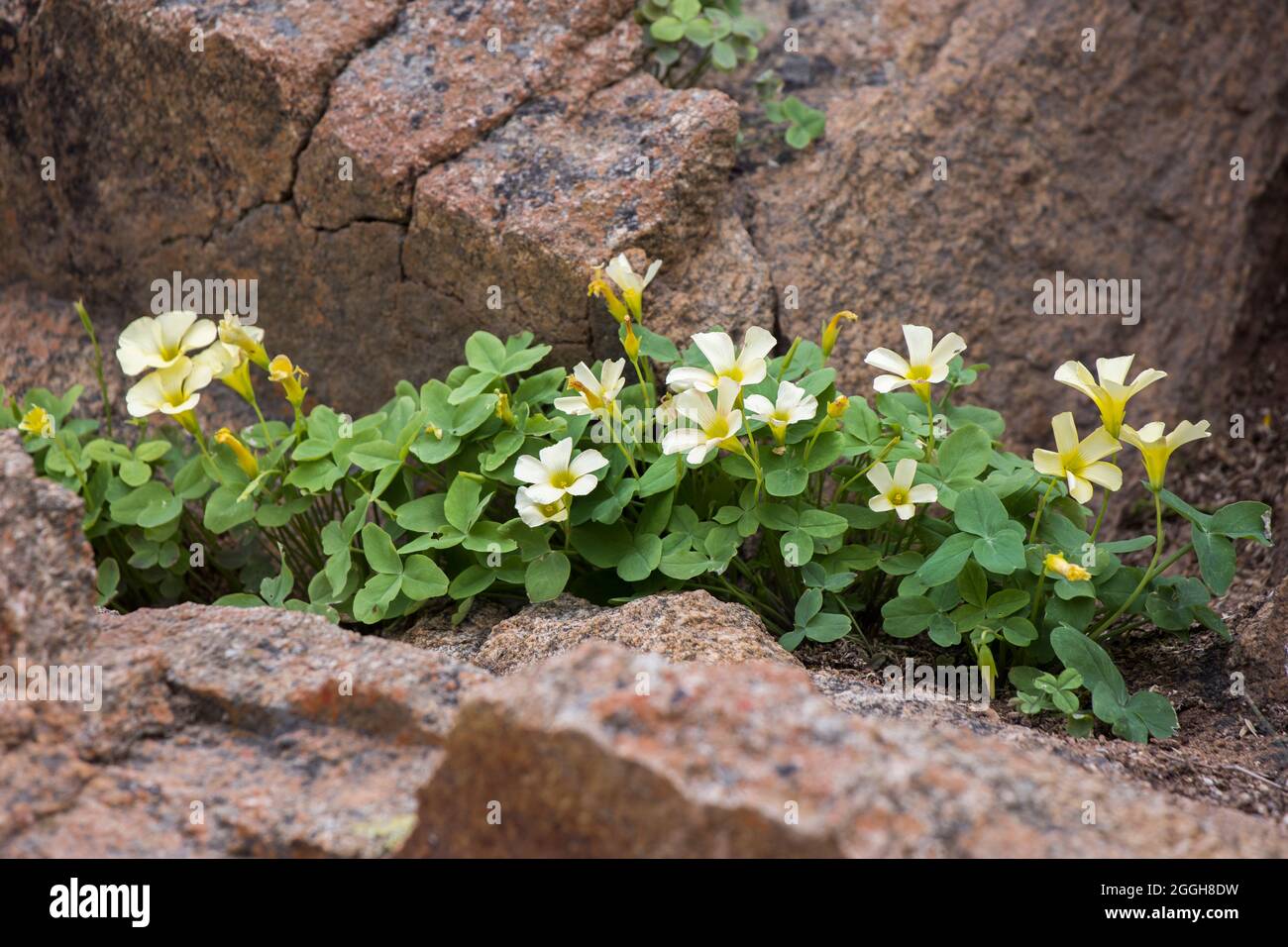 Yellow flowers growing rocks hi-res stock photography and images - Alamy