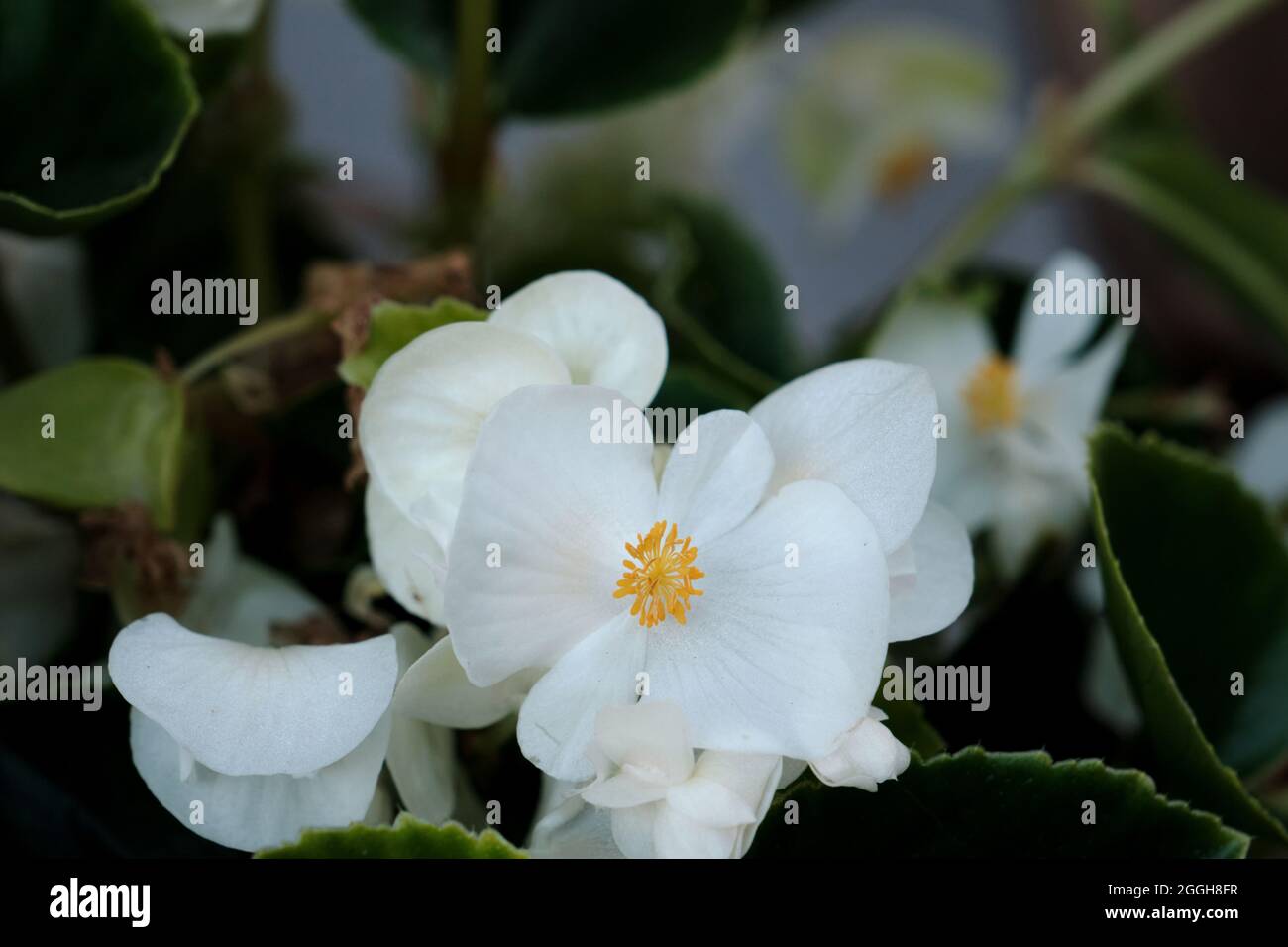 Begonia cucullata known as wax begonia white blooming flowers Stock Photo
