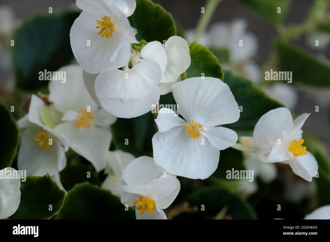 Begonia cucullata known as wax begonia white blooming flowers Stock Photo