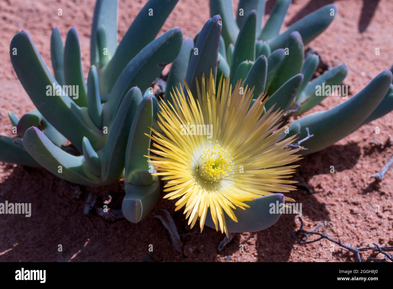 Pretty bright yellow to orange flowers of the Starfigs (Genus Cephalophyllum) succulent plant growing in the Namaqua desert in spring Stock Photo