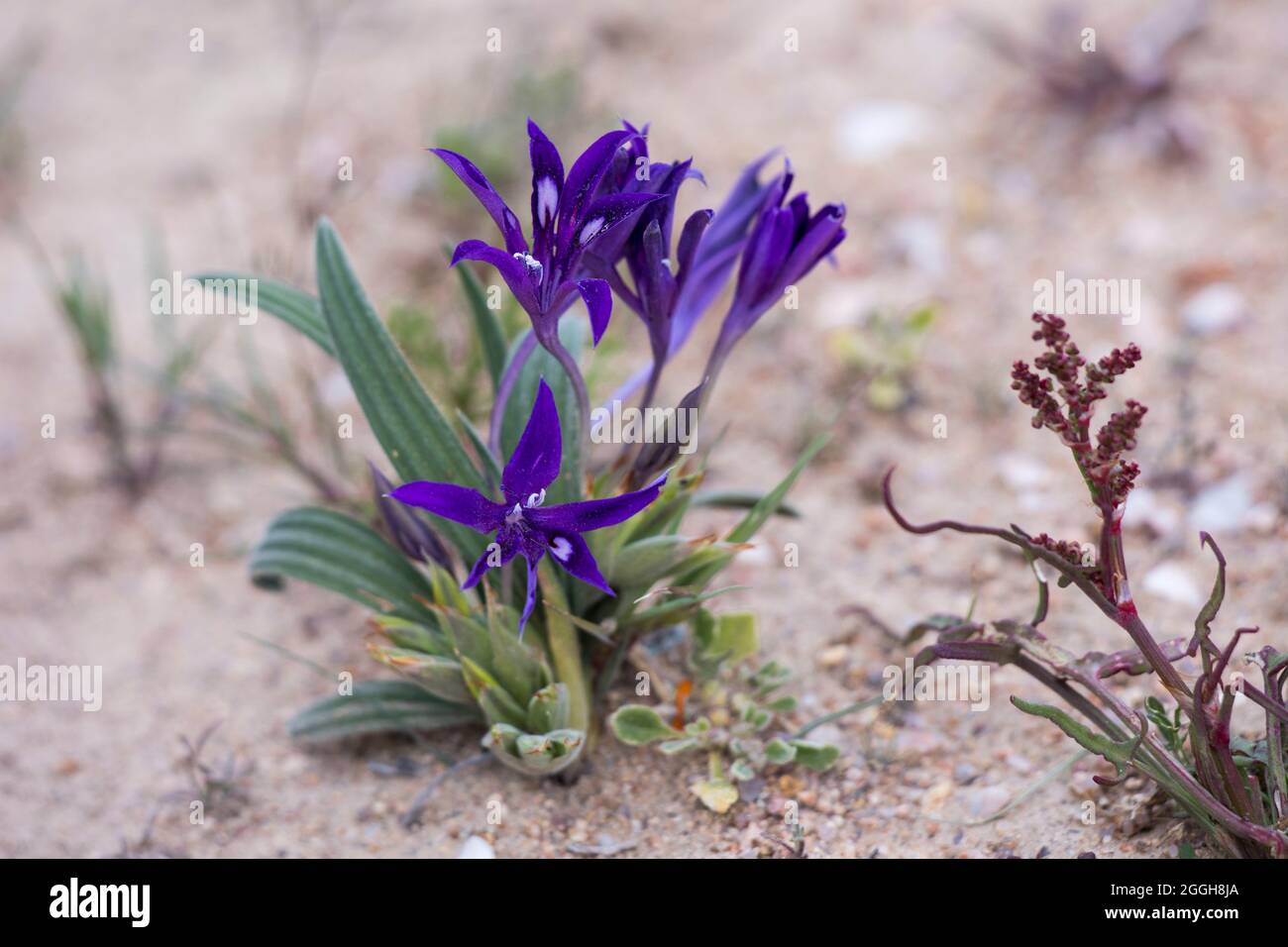 Purple flowers of the Baboon Root (Babiana) bulb plant growing in the Namaqua desert in spring Stock Photo